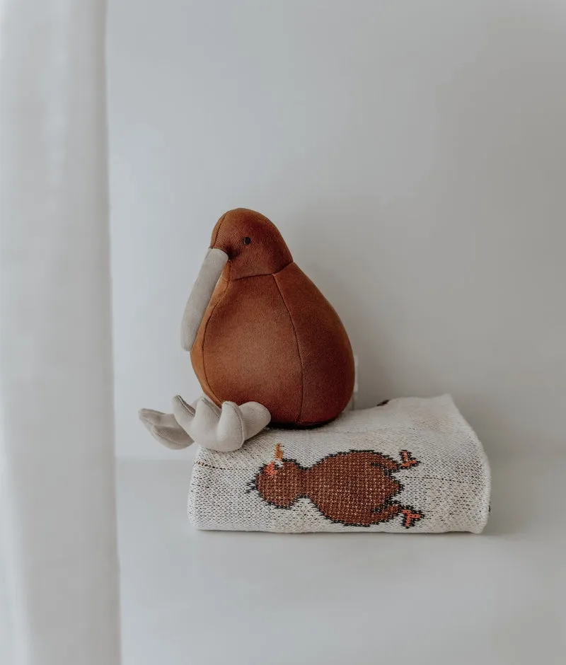 Bengali Teddy | Kevin the Kiwi