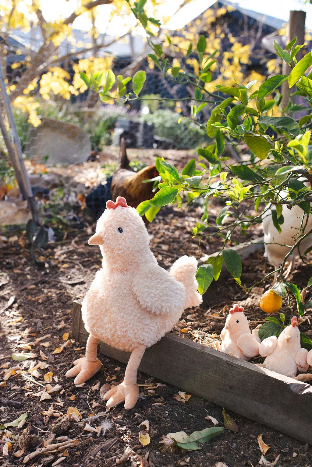 Harriet the Hen - Honey
