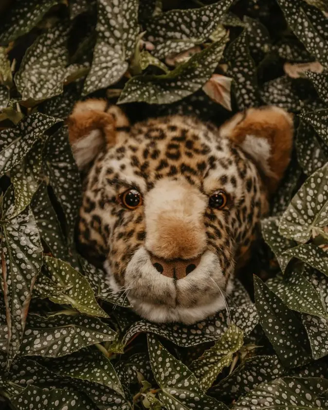 Wild & Soft Animal Head Medium - Charlie the Leopard